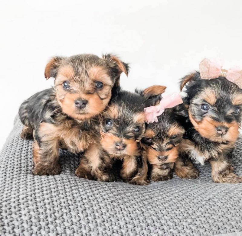 Healthy Yorkie Pups [shaneltinsley@gmail.com or (951) 430-2313] Image eClassifieds4u