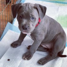 🐶🐶 BLUE NOSE 🐶🐶 AMERICAN PITBULL TERRIER PUPPIES Image eClassifieds4u 1