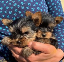 Charming Cute Yorkie Puppies For Adoption [shaneltinsley@gmail.com or (951) 430-2313] Image eClassifieds4u 3