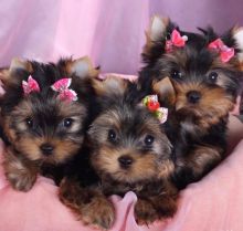 Purebred Yorkie Available [shaneltinsley@gmail.com or (951) 430-2313] Image eClassifieds4u 1