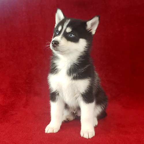 Two Lovely Pomsky Puppies For A Pet Lover Family Image eClassifieds4u