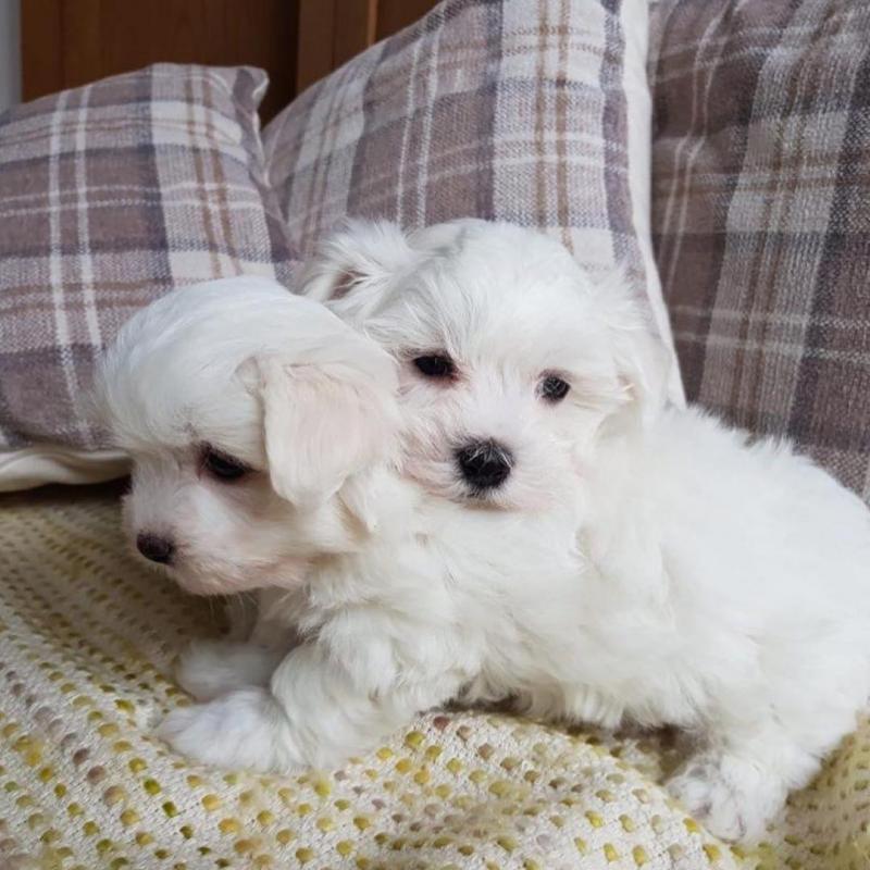 intelligent Maltese puppies Image eClassifieds4u