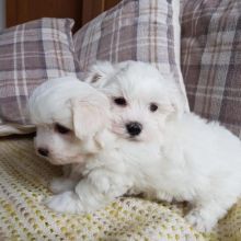 intelligent Maltese puppies Image eClassifieds4u 1