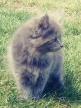 Cuddly sweet blue tortie Oriental longhair kitten for sale