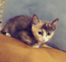 Cuddly sweet Oriental Shorthair kitten for sale