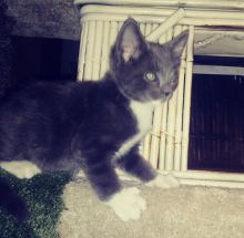 Cuddly sweet Oriental Shorthair kitten for sale