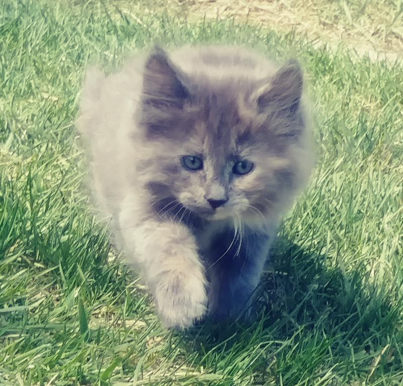 Cuddly sweet blue tortie Oriental longhair kitten for sale Image eClassifieds4u