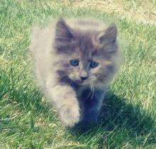 Cuddly sweet blue tortie Oriental longhair kitten for sale Image eClassifieds4u 2
