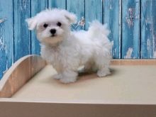 Adorable outstanding Maltese puppies ready