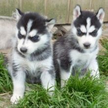 Attractive Siberian Husky Pups ( +1(310) 427-1129 )