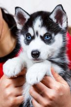 Excellent Blue Eyes Siberian Huskies Pups For Sale :+1(424) 427-1129