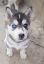 Gorgeous Siberian husky puppies ( +1(310) 427-1129 )