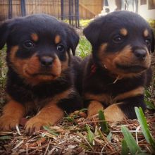 rottweiller puppies for adoption