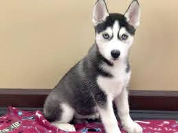 Excellent Blue Eyes Siberian Huskies Pups For Sale :+1(424) 427-1129 Image eClassifieds4u