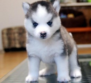 Gorgeous Siberian husky puppies ( +1(310) 427-1129 ) Image eClassifieds4u