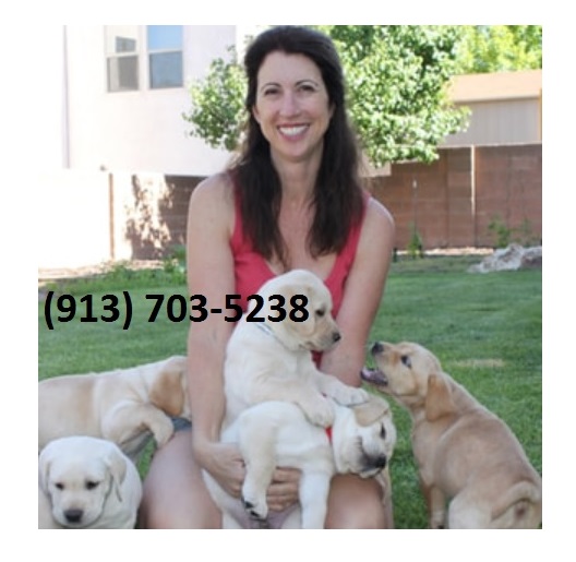 Labrador Retriever puppies ready to go home. $1200 Image eClassifieds4u