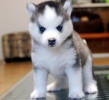Gorgeous Siberian husky puppies ( +1(310) 427-1129 ) Image eClassifieds4u 2