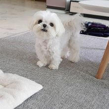 Maltese puppies for adoption contact us through (hiltonjoe704@gmail.com) Image eClassifieds4U