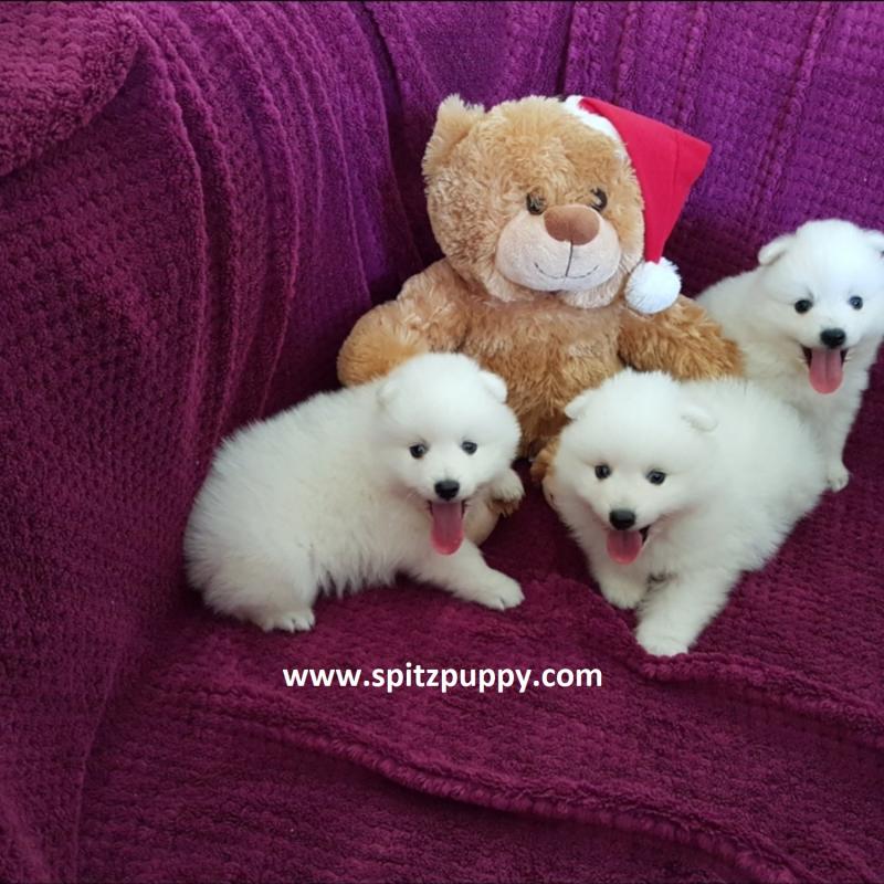 JAPANESE SPITZ PUPPIES FOR SALE Image eClassifieds4u