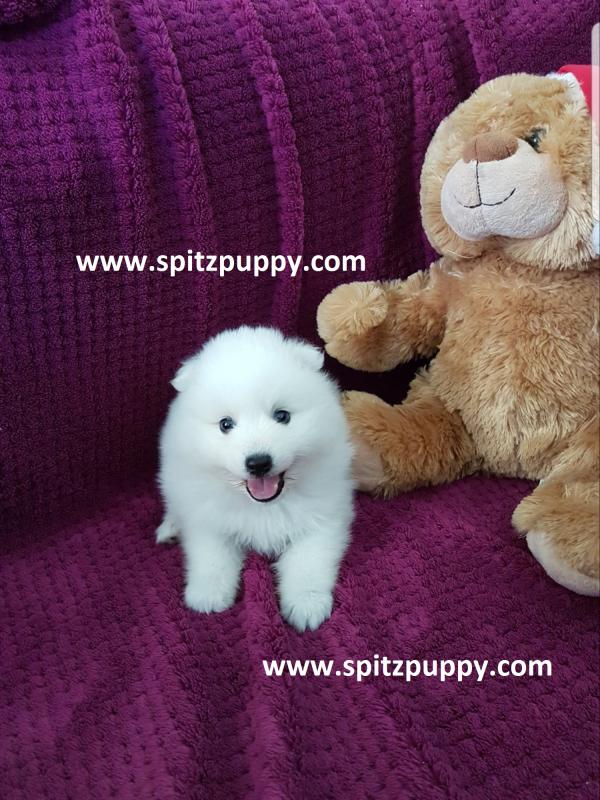 JAPANESE SPITZ PUPPIES FOR SALE Image eClassifieds4u