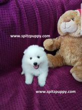 JAPANESE SPITZ PUPPIES FOR SALE