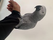 African Grey Parrots Available For Rehoming Email us @(homeafricangrey@gmail.com)