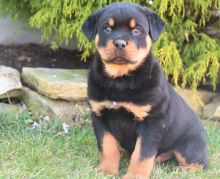 Sweet & playful Rottweiler for adoption