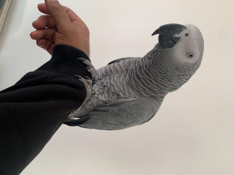 African Grey Parrots Available For Rehoming Email us @(homeafricangrey@gmail.com) Image eClassifieds4u