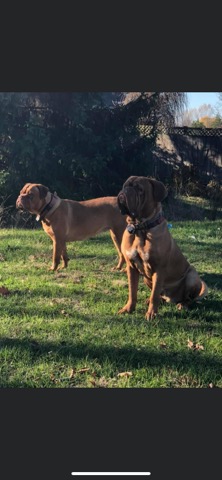 Expected Dogue do Bordeaux puppies Image eClassifieds4u