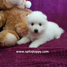 JAPANESE SPITZ PUPPIES FOR SALE Image eClassifieds4u 3