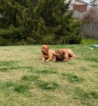 Expected Dogue do Bordeaux puppies Image eClassifieds4u 2