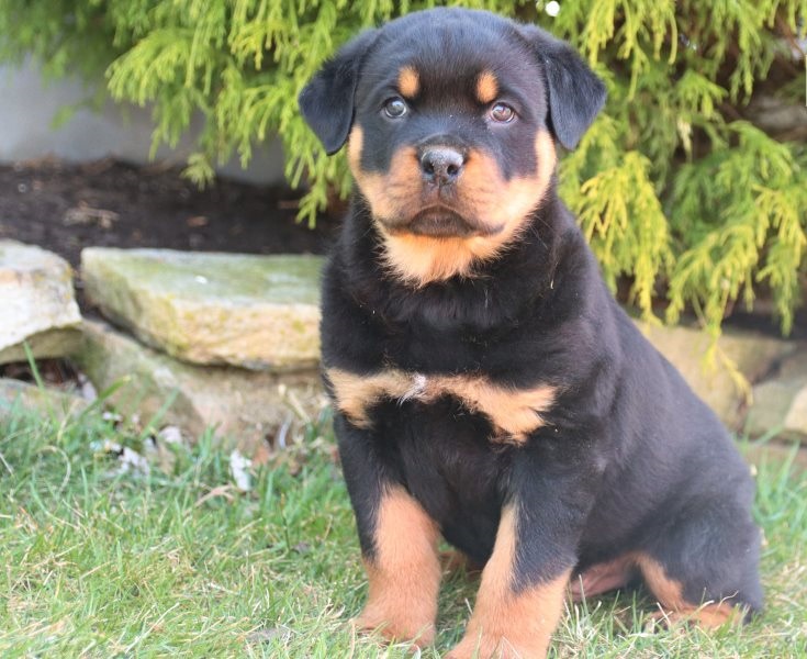 🟥🍁🟥 ADORABLE CANADIAN 💗🍀ROTTWEILER🐕🐕PUPPIES 🟥🍁🟥 Image eClassifieds4u