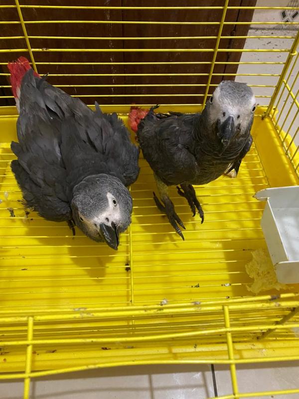 playful and healthy African grey parrot for sale Image eClassifieds4u