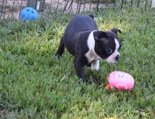 🟥🍁🟥 POTTY TRAINED 💗 CKC 🐶 BOSTON TERRIER PUPPIES 🟥🍁🟥
