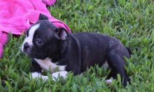 🟥 POTTY TRAINED 💗 CKC 🐶 BOSTON TERRIER PUPPIES 🟥🍁🟥