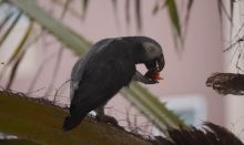 playful and healthy African grey parrot for sale