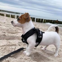 Adorable jack Russell puppies for adoption. ( trangandrea85@gmail.com )