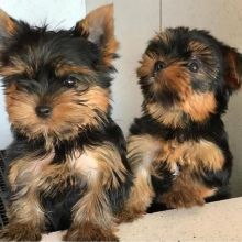 Charming Male and Female Yorkshire Puppies Ready For ADOPTION Email@(donawayne101@gmail.com)