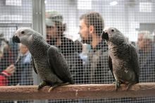Cute male and female African grey parrots