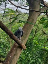 Healthy African grey parrots For sale Email (homeafricangrey@gmail.com)