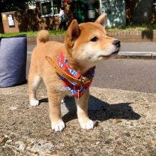 MALE AND FEMALE SHIBA INU PUPPIES AVAILABLE FOR ADOPTION (smithaiden723@gmail.com)