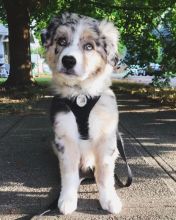 OUTSTANDING AUSTRALIAN SHEPHERD FOR ADOPTION ( mariathomas3443@gmail.com)