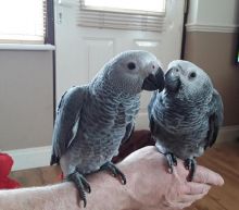 Talking pair of African grey parrots for sale