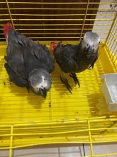 Tamed male and female African grey parrots for sale Email us (homeafricangrey@gmail.com)