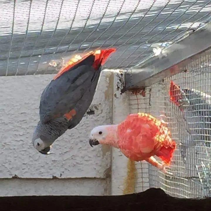 Cute male and female African grey parrots Image eClassifieds4u