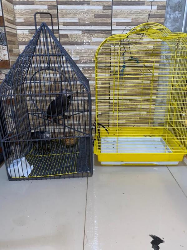 Cute male and female African grey parrots Image eClassifieds4u