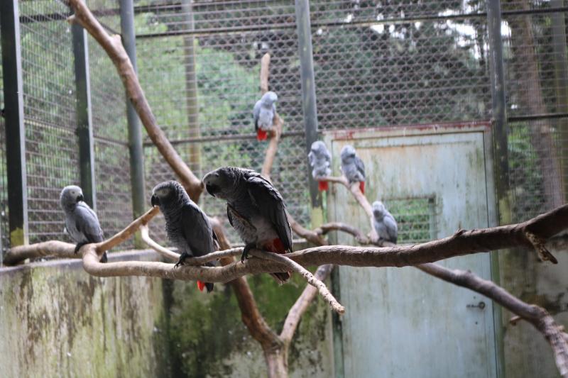 Cute male and female African grey parrots for sale (homeafricangrey@gmail.com) Image eClassifieds4u
