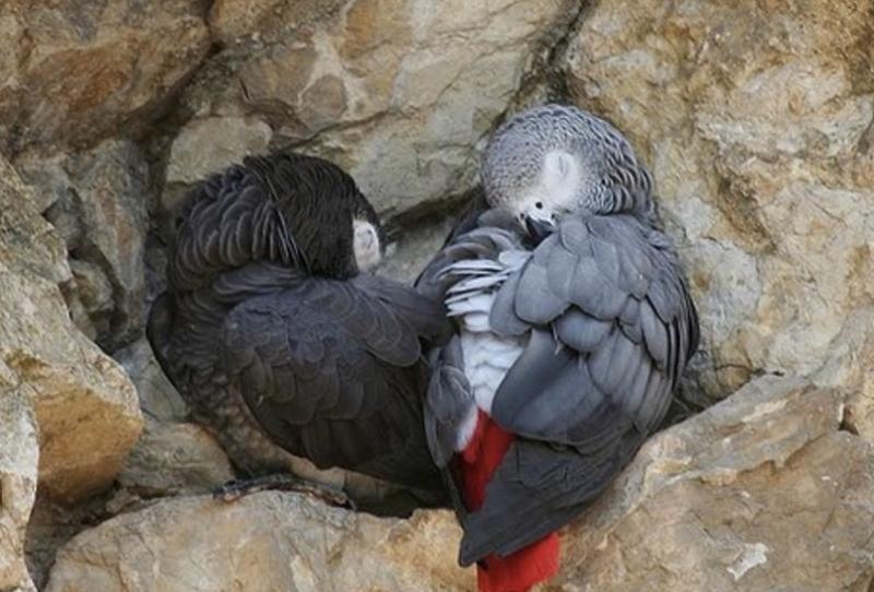 Cute male and female African grey parrots for sale (homeafricangrey@gmail.com) Image eClassifieds4u