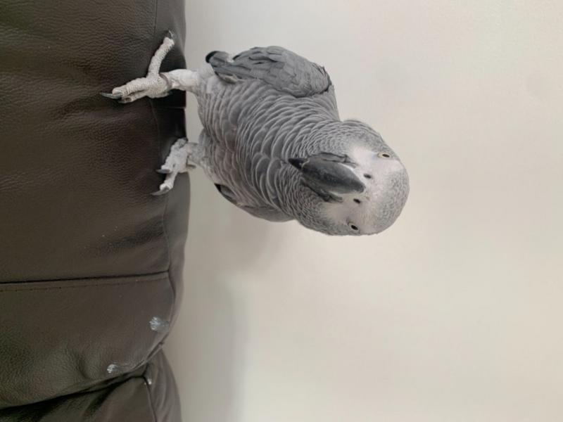 Healthy African grey parrots For sale Email (homeafricangrey@gmail.com) Image eClassifieds4u
