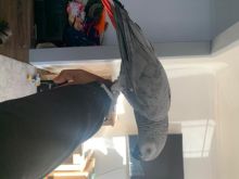 Amazing pair of African grey parrots for sale Image eClassifieds4u 1